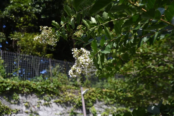 Crape Myrtle Flowers Lythraceae Deciduous Tree Flowering Season July October — Foto de Stock