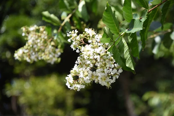 Crape Myrtle Flowers Lythraceae Deciduous Tree Flowering Season July October — Fotografia de Stock