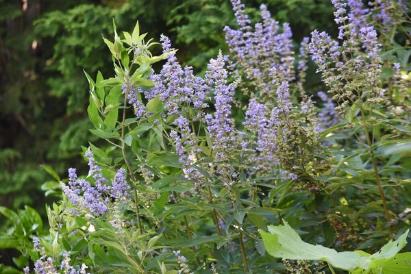 Ağaç çiçekleri. Lamiaceae yaprak döken çalılar. Bitkiler. Dudak şekilli soluk mor çiçekler Temmuz 'dan Eylül' e kadar sivri uçlarda açar..