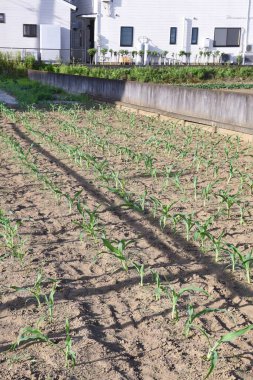 Mısır ekimi. Mısır ilkbaharda ekilebilir ve ağustos-eylülde hasat edilebilir.