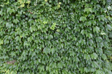 Duvarlar ve ağaç gövdeleri boyunca uzanan bir sarmaşık. Vitaceae yaprak döken sarmaşık.