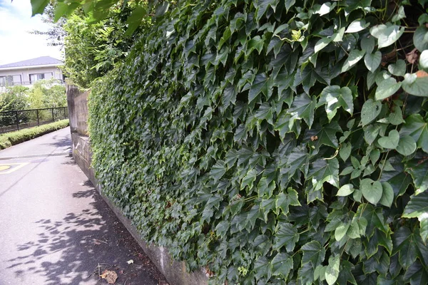 Ivy that runs along walls and tree trunks. Vitaceae deciduous vine.