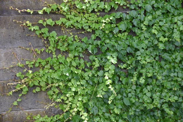 Ivy Runs Walls Tree Trunks Vitaceae Deciduous Vine —  Fotos de Stock