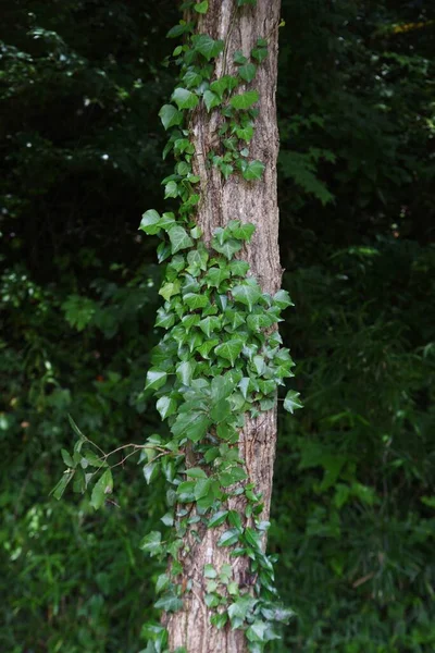 Ivy Runs Walls Tree Trunks Vitaceae Deciduous Vine — Stock Photo, Image