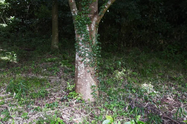 Ivy Runs Walls Tree Trunks Vitaceae Deciduous Vine — Photo