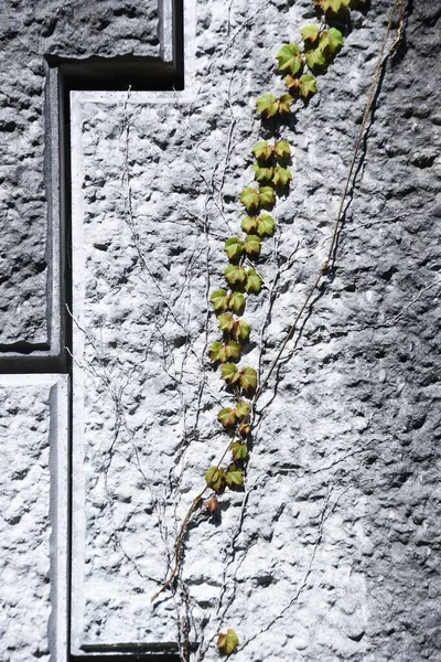 Ivy that runs along walls and tree trunks. Vitaceae deciduous vine.