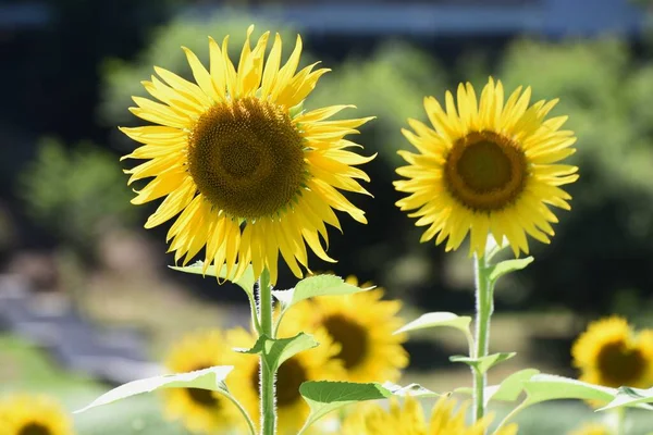 Summer Flower Sunflower Asteraceae Annual Grass Seeds Edible — Fotografia de Stock