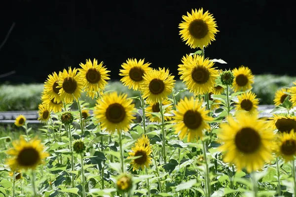 Summer Flower Sunflower Asteraceae Annual Grass Seeds Edible — Fotografia de Stock