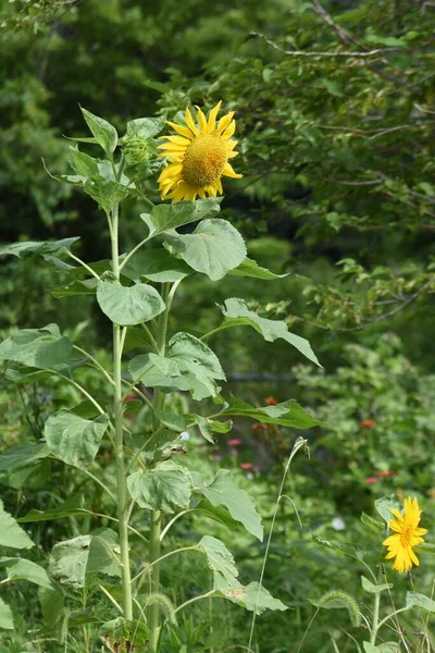 Summer Flower Sunflower Asteraceae Annual Grass Seeds Edible — Foto de Stock
