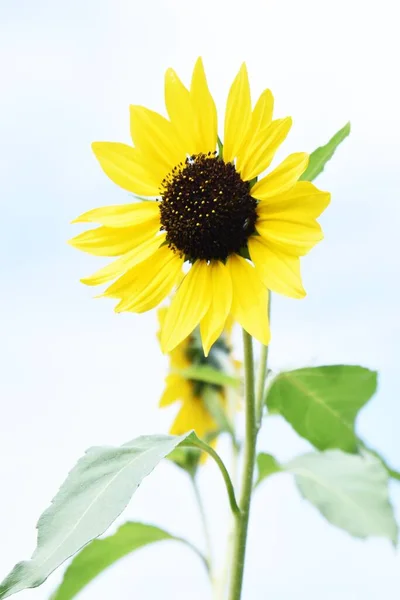 Summer Flower Sunflower Asteraceae Annual Grass Seeds Edible — стоковое фото
