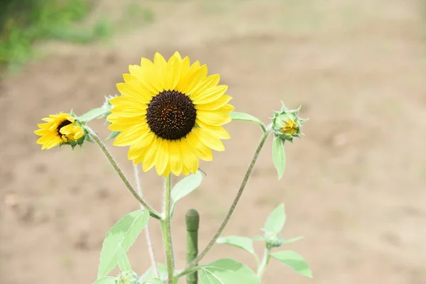 Summer Flower Sunflower Asteraceae Annual Grass Seeds Edible — Photo