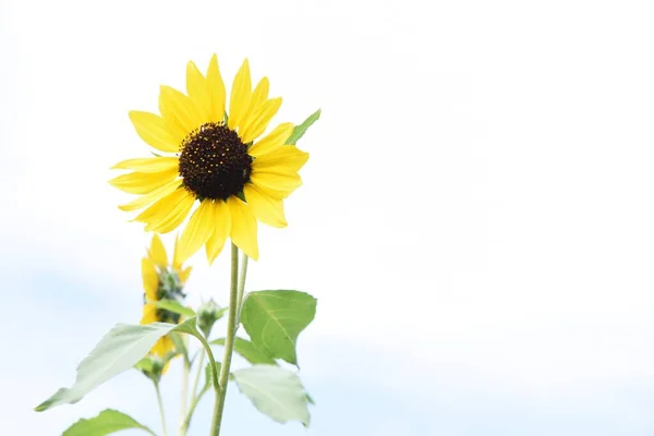 Summer flower sunflower. Asteraceae annual grass. Seeds are edible.