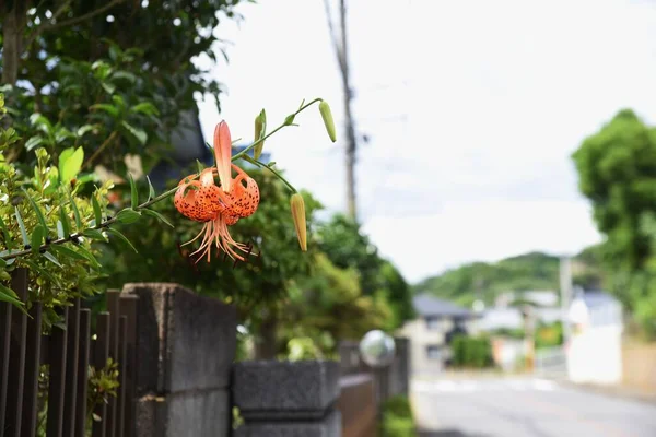 Tiger Lily Flowers Orange Flowers Numerous Brown Spots Curved Petals — Φωτογραφία Αρχείου