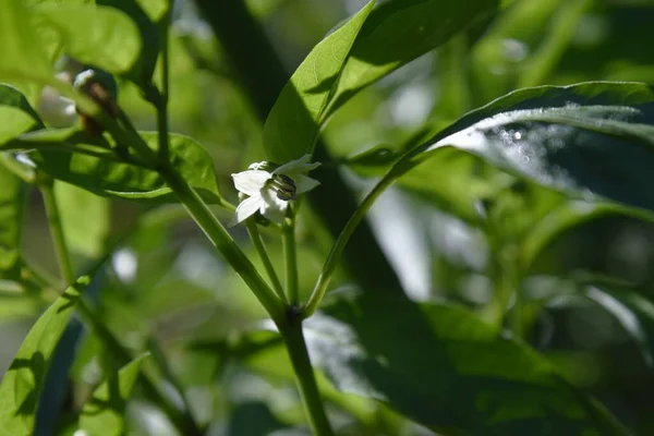 Green Pepper Cultivation Vegetable Garden Vitamin Rich Solanaceae Summer Vegetable — стоковое фото