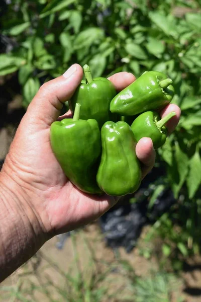 Green pepper cultivation in the vegetable garden. Vitamin C-rich Solanaceae summer vegetable native to tropical America. Seedlings are planted in May and harvested from July to October.