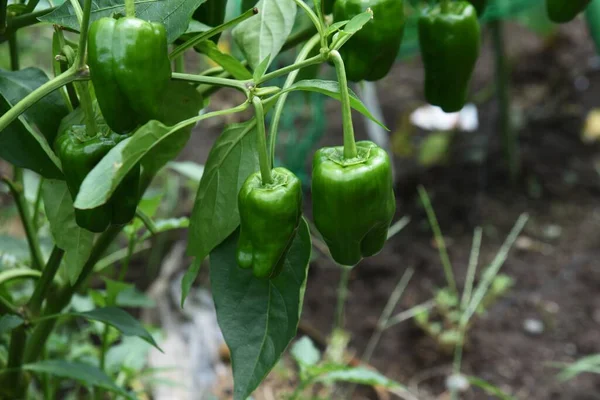 Green pepper cultivation in the vegetable garden. Vitamin C-rich Solanaceae summer vegetable native to tropical America. Seedlings are planted in May and harvested from July to October.