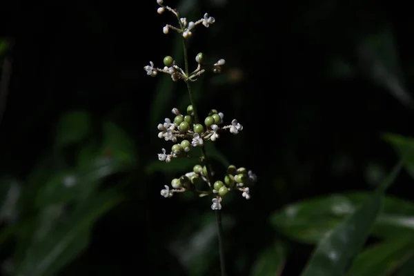 Pollia Japonica Flowers Berries Commelinaceae Perennial Plants Grows Dark Forests — Foto Stock