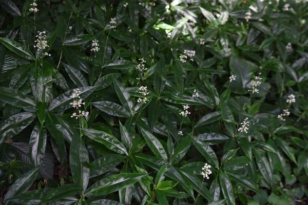 Pollia Japonica Flowers Berries Commelinaceae Perennial Plants Grows Dark Forests — Zdjęcie stockowe