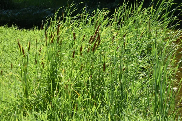 Flower Cattail Typhaceae Perennial Emerging Plants Grows Shallow Watersides Blooms — Foto de Stock