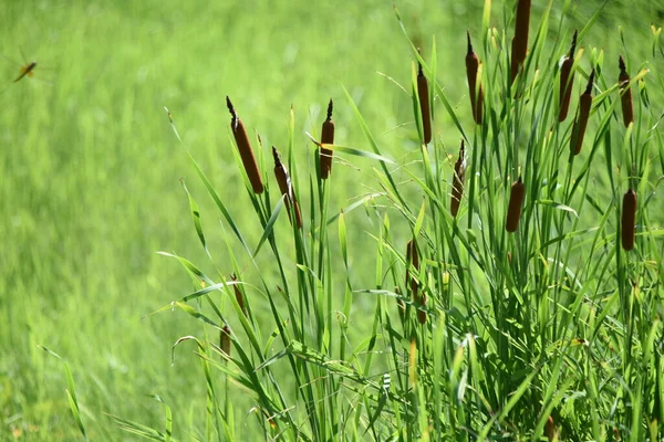 Flower Cattail Typhaceae Perennial Emerging Plants Grows Shallow Watersides Blooms — Foto de Stock
