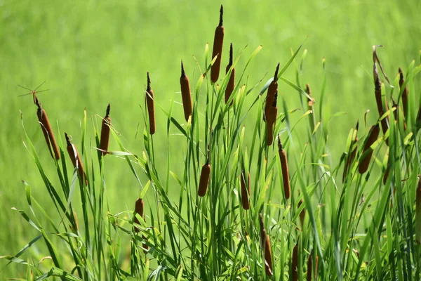 Flower Cattail Typhaceae Perennial Emerging Plants Grows Shallow Watersides Blooms — Φωτογραφία Αρχείου