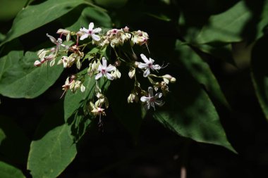 Harlequin glory bower flowers.Lamiaceae deciduous plants.The flowering season is from August to September. The young leaves are edible and the berries are used for vegetable dyeing