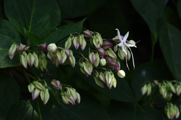 Harlequin Glory Bower Flowers Lamiaceae Deciduous Plants Flowering Season August — 스톡 사진