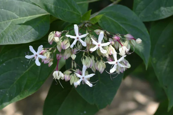 Harlequin Glory Bower Flowers Lamiaceae Deciduous Plants Flowering Season August — 图库照片