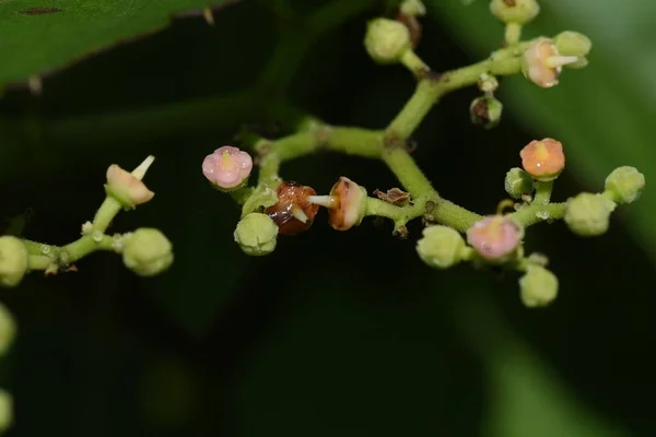 Bush Killer Flowers Vitaceae Perennia Vine Weeds Blooms June August — стоковое фото