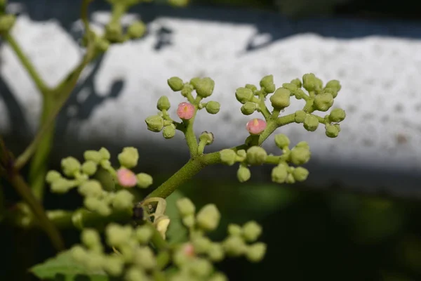 Bush Killer Flowers Vitaceae Perennia Vine Weeds Blooms June August — Zdjęcie stockowe