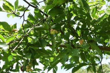 Kobus magnolia fruits.Magnoliaceae deciduous tree. White flowers bloom before leaves in early spring. The fruits turn red from summer to autumn.