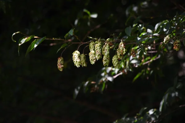 Japanese Hornbeam Fruits Bracts Betulaceae Deciduous Tree Flowering Season April — Foto Stock