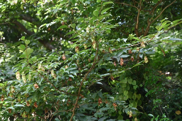 Japanese Hornbeam Fruits Bracts Betulaceae Deciduous Tree Flowering Season April — Zdjęcie stockowe