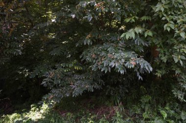Euscaphis japonica berries. Called 'Gonzui tree' in Japan. Staphyleaceae deciduous tree. The fruiting period is from August to November. When ripe, it splits open to reveal black seeds.