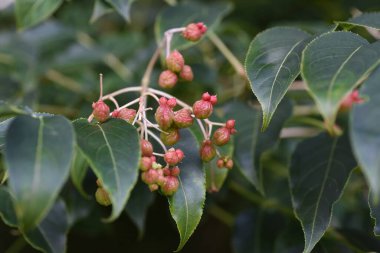 Euscaphis japonica berries. Called 'Gonzui tree' in Japan. Staphyleaceae deciduous tree. The fruiting period is from August to November. When ripe, it splits open to reveal black seeds.
