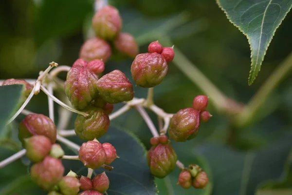 Euscaphis Japonica Berries Called Gonzui Tree Japan Staphyleaceae Deciduous Tree —  Fotos de Stock