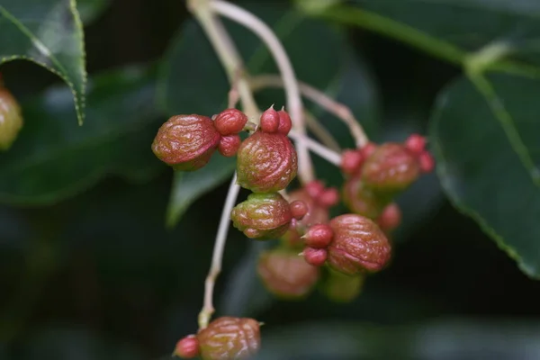 Euscaphis japonica berries. Called \'Gonzui tree\' in Japan. Staphyleaceae deciduous tree. The fruiting period is from August to November. When ripe, it splits open to reveal black seeds.