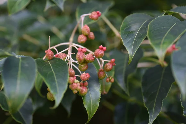 Euscaphis japonica berries. Called \'Gonzui tree\' in Japan. Staphyleaceae deciduous tree. The fruiting period is from August to November. When ripe, it splits open to reveal black seeds.