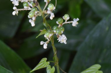 Pollia japonica flowers and berries. Growing in swampy areas in forests, white flowers bloom in summer, and the globular berries are green to blue-purple when ripe.