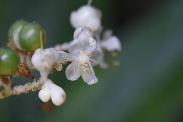 Pollia Japonica Flowers Berries Growing Swampy Areas Forests White Flowers —  Fotos de Stock