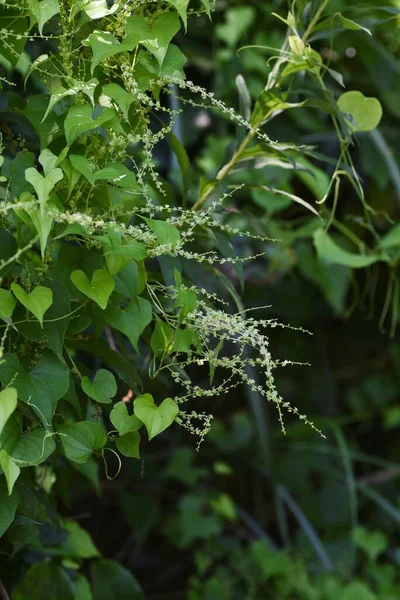 Japanese yam ( Dioscorea japonica ) flowers and leaves.Dioscoreaceae perennial vine. Blooms from July to August. Heart-shaped leaves and edible roots.