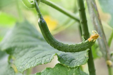 Cucumber cultivation in a vegetable garden. In Japan, seeds can be sown from April to May and harvested one month after germination. Summer vegetables that are easy to make even for beginners.
