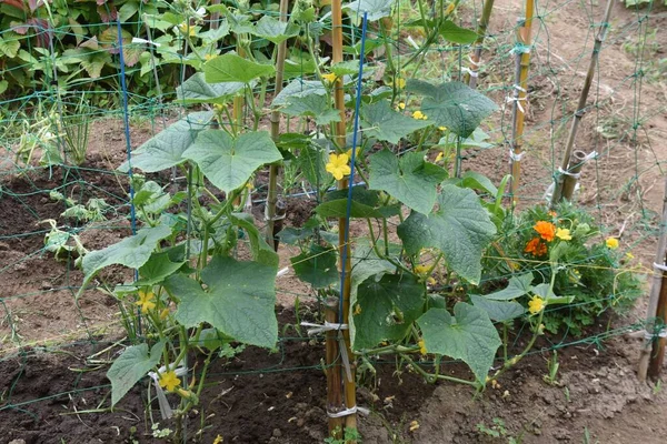 Cucumber Cultivation Vegetable Garden Japan Seeds Can Sown April May —  Fotos de Stock