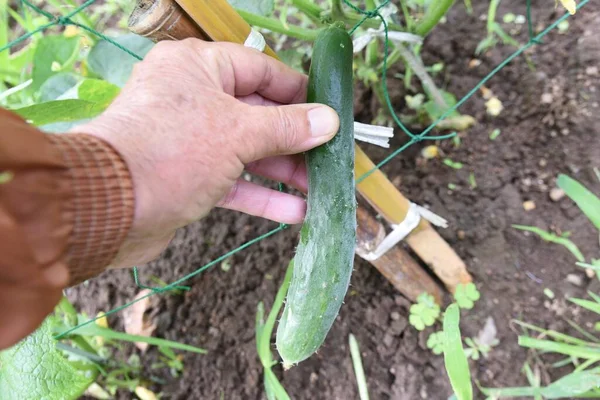 Cucumber cultivation in a vegetable garden. In Japan, seeds can be sown from April to May and harvested one month after germination. Summer vegetables that are easy to make even for beginners.