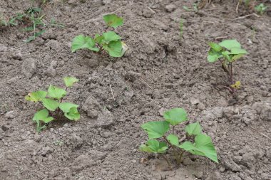 Sweet potato cultivation in a vegetable garden. Seeds are sown in May and harvested in October-November. Sweet potato starch is a good source of energy.