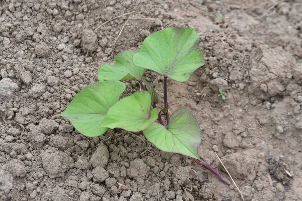 Sweet Potato Cultivation Vegetable Garden Seeds Sown May Harvested October — Fotografia de Stock