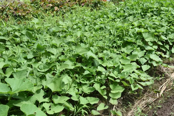 Sweet Potato Cultivation Vegetable Garden Seeds Sown May Harvested October — Foto de Stock