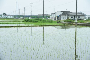 Rice cultivation. Rice growing. In Japan, rice is planted from May to June and harvested from September to October.