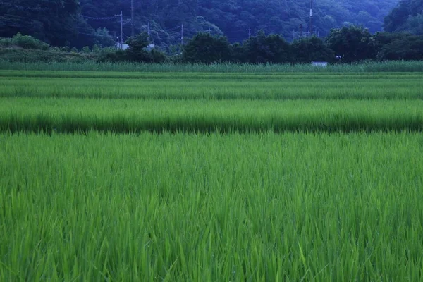 Καλλιέργεια Ρυζιού Ρύζι Μεγαλώνει Στην Ιαπωνία Ρύζι Φυτεύεται Από Μάιο — Φωτογραφία Αρχείου