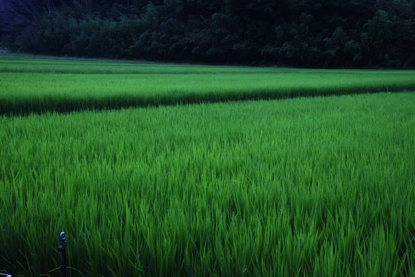 Rice Cultivation Rice Growing Japan Rice Planted May June Harvested — Foto de Stock